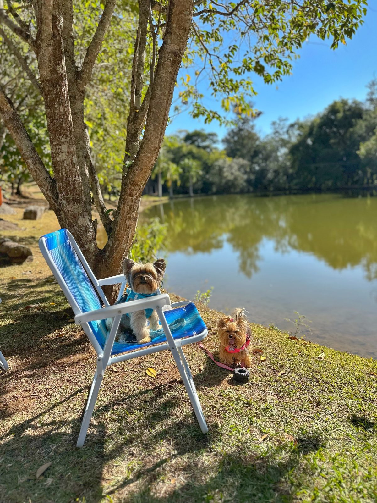 doguinho-cadeira